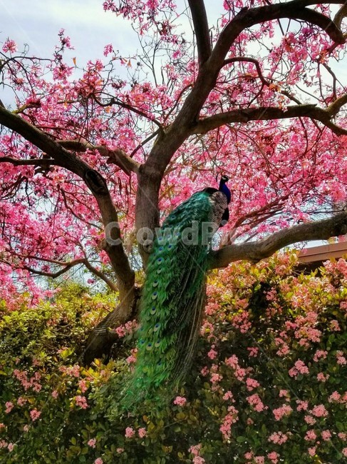 공작새,나무,진달래꽃,정원,하늘,peacock,tree,azaleaflower,garden,sky