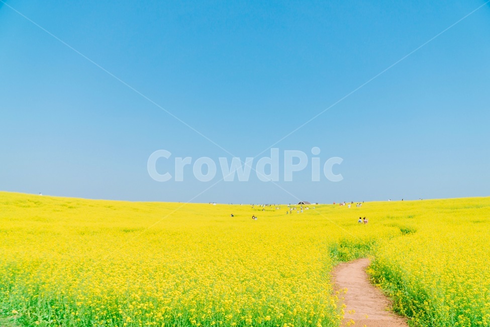 들,field,nature,자연,유채꽃,꽃,flower,꽃밭,봄,계절,spring,season