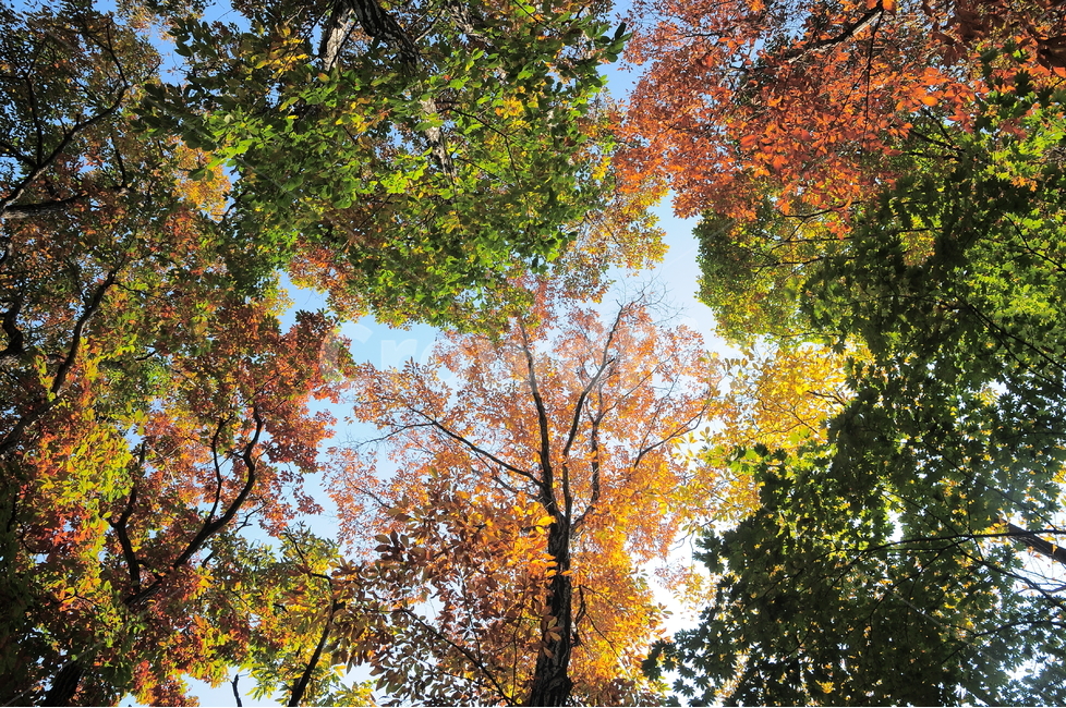 숲,나무,가을,단풍,outdoor,sunlight,tree,foliage,natural,green,autumn,red,new,leaf,maple,blossom,korea,season,korean,forest,color,blue,fall,colorful,sky,scenic,beautiful,background,nature,environment,landscape,pyeongchang,자연,야외,공원,풍경,하늘,가을,계절,fall,autumn,season,식물,자연,plants,nature,나무,trees,wood,plant,tree trunk,나무 줄기