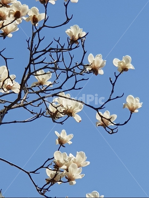 목련,백목련,봄,꽃,봄꽃,flower,하얀목련,창공,그리움,봄,계절,spring,season,식물,자연,plants,nature,꽃,flower,animal,동물,bird,새,plant