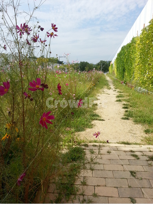 코스모스,길,꽃,식물,blossom,road