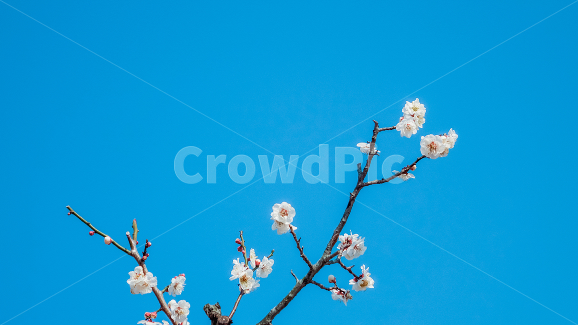 plant,식물,매화,매화꽃,꽃,꽃나무,매화나무,매화꽃나무,빛,봄,봄꽃,봄풍경,봄나무,매화축제,flower,blossom,nature,light,spring,식물,자연,plants,nature,꽃,flower