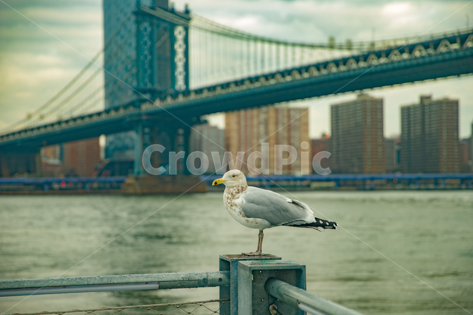 america,american,bird,bridge,brooklyn,building,city,cityscape,downtown,gull,landmark,manhattan,newyork,ny,nyc,river,seagull,tourism,urban,usa,water,미국,뉴욕,다리,대교,브릿지,새,도시,흐림,강,동물,animal,조류,새,birds