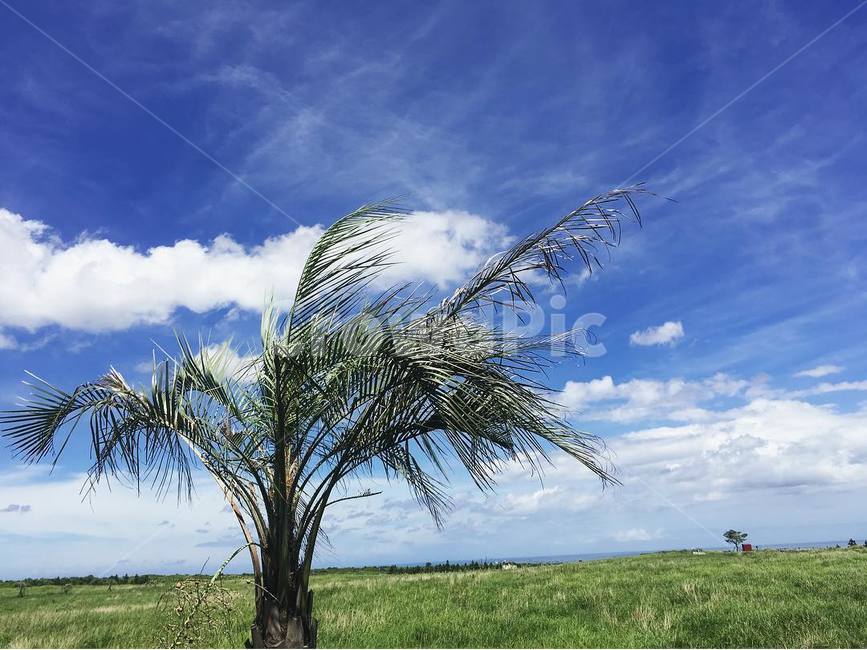 제주도,파랑,여름,풍경,야자수,하늘,구름,자연,자연,풍경,nature,landscape,식물,plants,나무,trees,wood,summer,outdoors,옥외