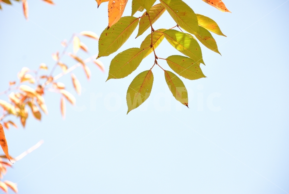 가을,나무,단풍,단풍나무,하늘,파랑,맑은날,여름,계절,초록,공원,산책,나뭇잎,자연,조경,오후,축제,산,환경,숲,숲속,햇빛,빨강,노랑,노을,낙엽,다울,풍경,노천,야외,파크,식물,플랜트,레드,붉은,붉은색,빨간,빨간색,빨강색,적색,가을,계절,fall,autumn,season,식물,자연,plants,nature,plant,leaf,잎,veins,정맥