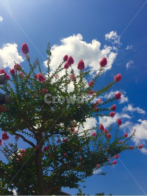 꽃,하늘,파란하늘,구름,flower,sky,식물,자연,plants,nature,꽃,flower