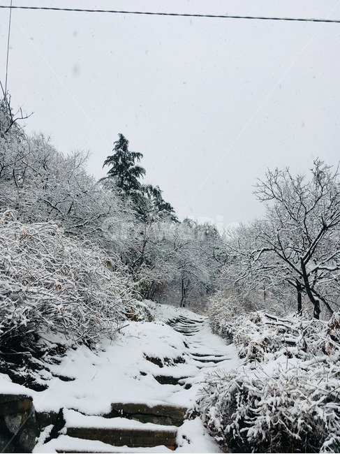겨울,눈,눈꽃,겨울나무,겨울산,겨울,계절,winter,season,자연,풍경,nature,landscape,outdoors,옥외,tree,나무,plant,식물,fir,전나무