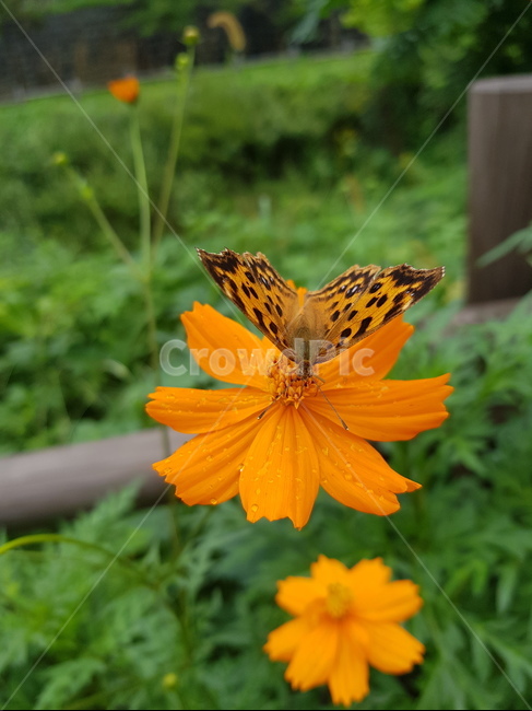 나비,네발나비,남방씨알붐나비,fourfootedbutterfly,butterfly,동물,animal,곤충,벌레,insect,bug