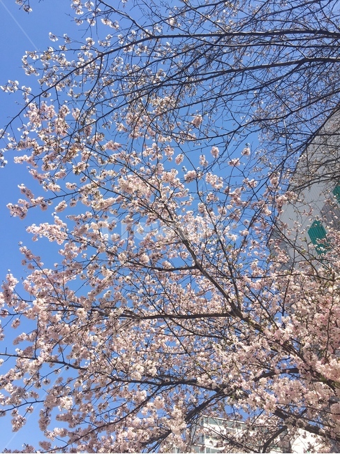 벛꽃,꽃,blossom,flower,plant,식물,봄,spring,예쁜꽃,pretty