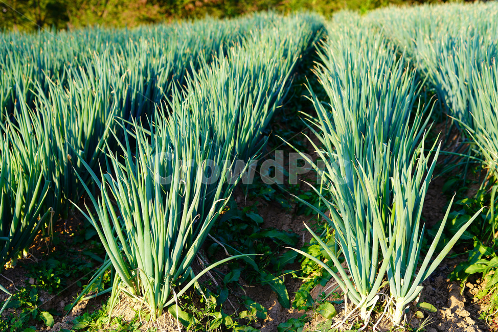 파,파밭,대파,농작물,파수확,채소,채소,야채,vegetables,농업,농사,agriculture,farming,farming industry
