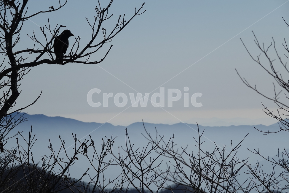 자연,산맥,옥외,산,nature,mountain,outdoors,동물,animal,조류,새,birds