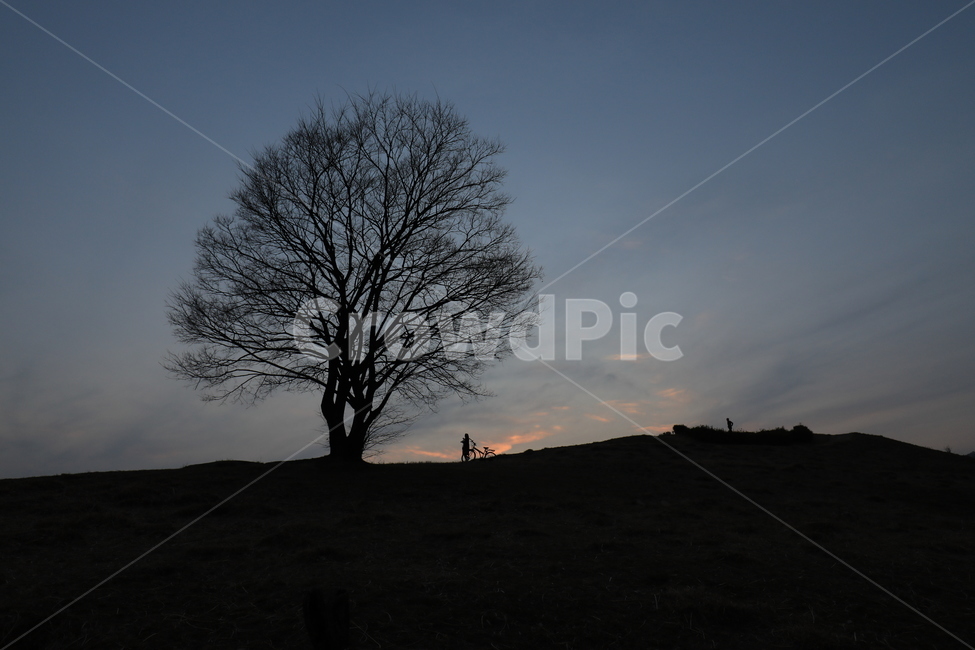 노을,연인,해넘이,붉은노을,나무,나홀로나무,자연,풍경,nature,landscape,실루엣,그림자,silhouette,shadow,tree,plant,식물