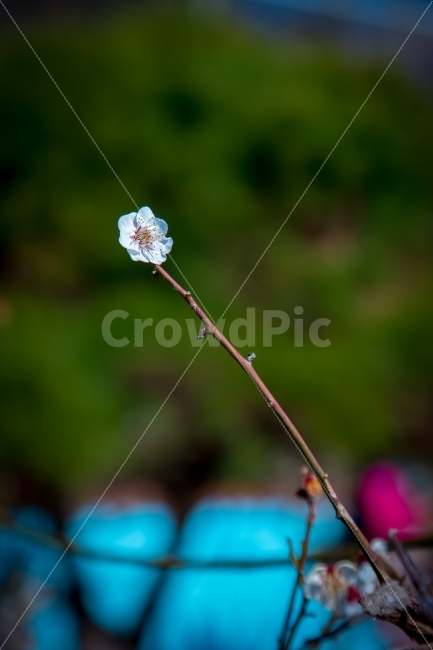 매화,원동,순매원,꽃한송이,봄,식물,자연,plants,nature,봄,계절,spring,season,꽃,flower,plant