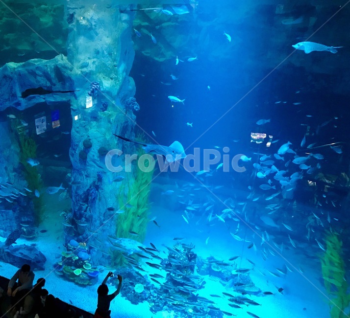 바다,수족관,아쿠아리움,물고기,가오리,동물,animal,어류,물고기,fish