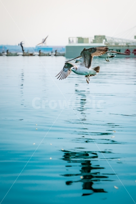 바다,해변,해양,갈매기,새,동물,sea,자연,환경,동물,animal,조류,새,birds