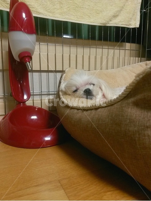 강아지,말티즈,애완견,하얀개,아련