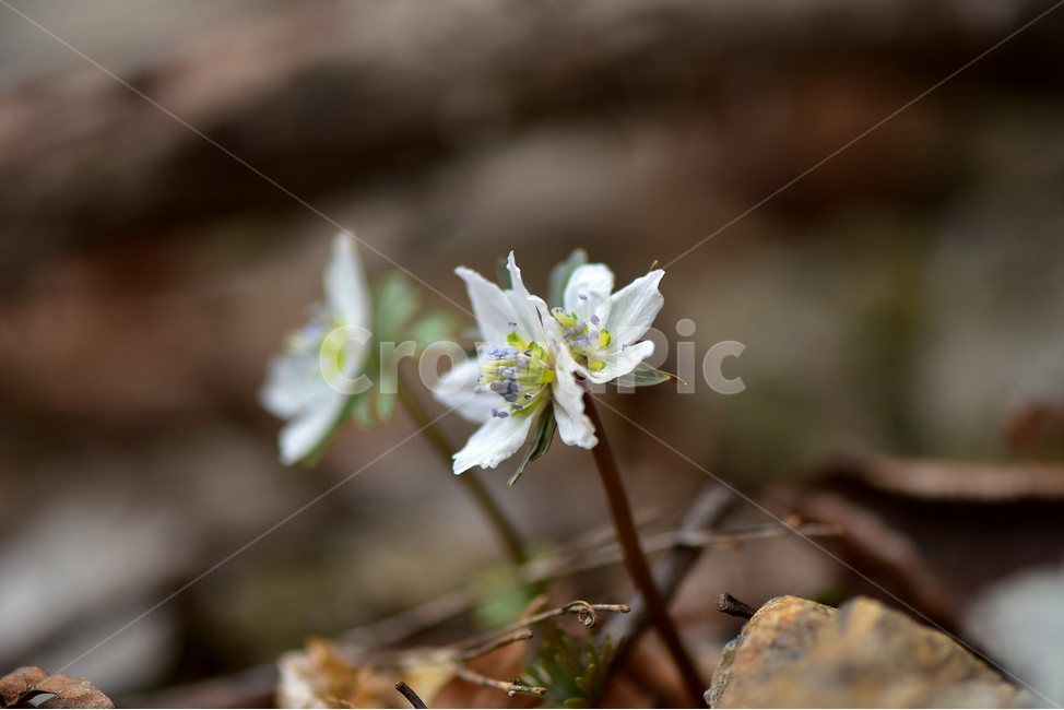 변산바람꽃,2018년,3월,야생화,꽃,생태,식물,자연,들꽃,산꽃,봄,감성,힐링,플라워,계절,시즌,wild,Flower,plants,nature,spring,season,배경,풀,초본,미나리아재비과,너도바람꽃속,flower,생태사진,봄꽃,자생지,경기도,식물,자연,plants,nature,꽃,flower