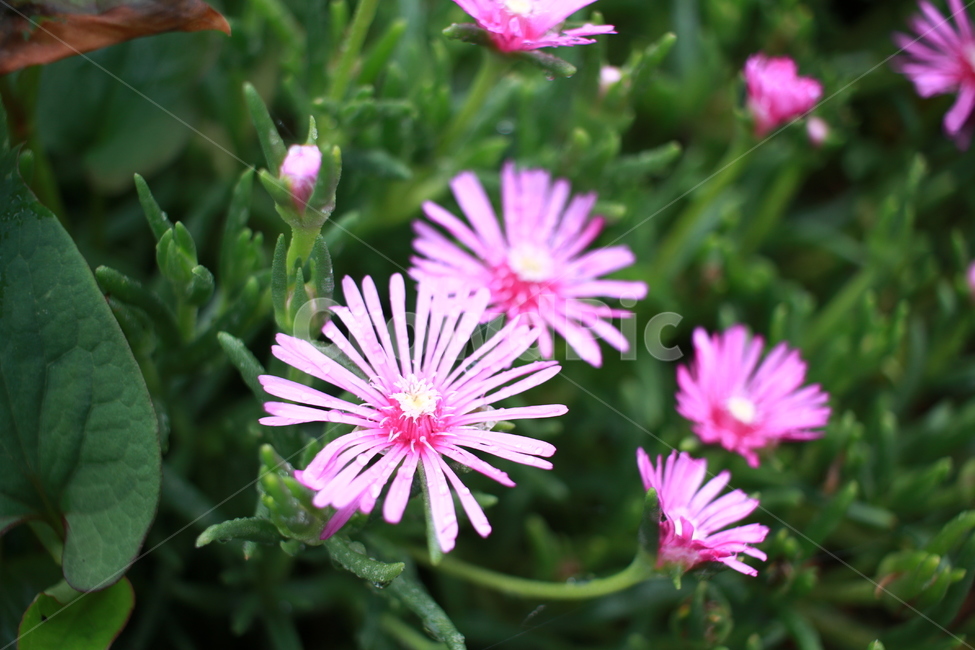 우중출사,장마,소강상태,여름,여름꽃,비방울,식물,자연,plants,nature,꽃,flower