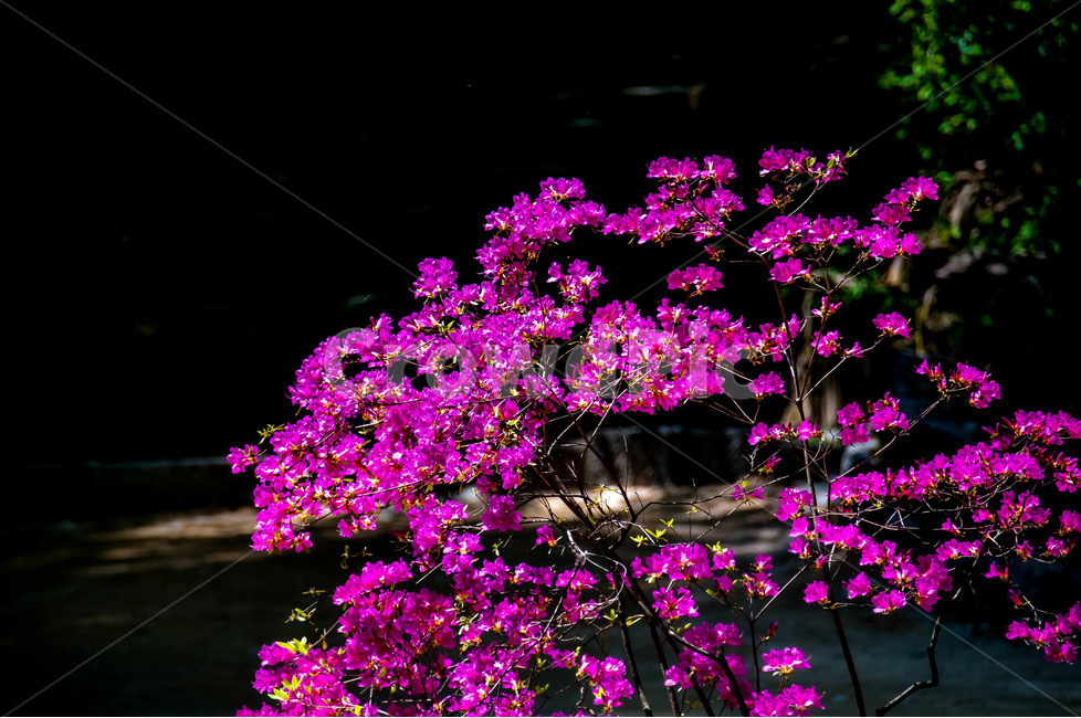 나무,푸른정원,푸른,봄,철쭉,꽃,진달래,분홍,접사,봄,계절,spring,season,식물,자연,plants,nature,꽃,flower,plant