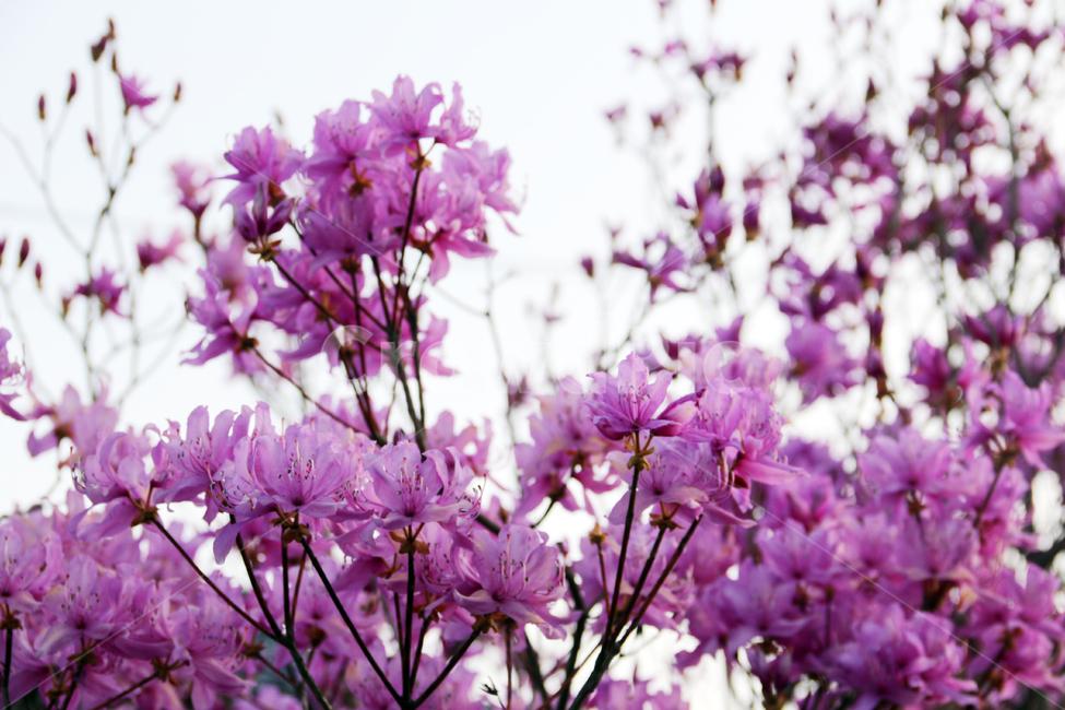 일본,가고시마,꽃,봄,자연,산책,식물,정원,식물,자연,plants,nature,꽃,flower