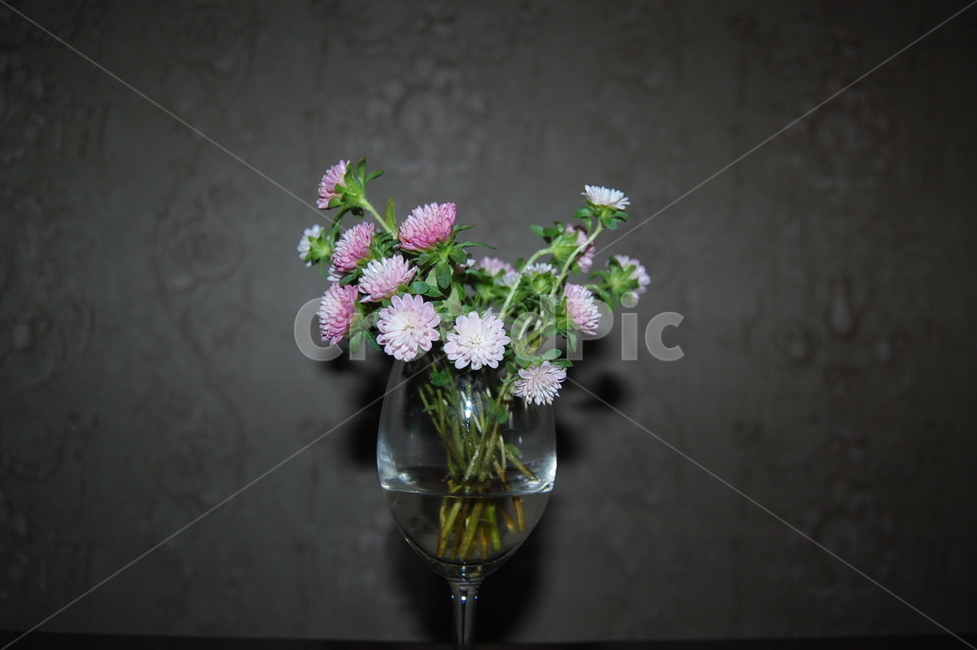 꽃,드라이플라워,flower,식물,화분