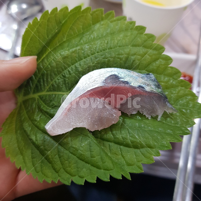 회,고등어,고등어회,mackerel,sashimi,mackerelsashimi