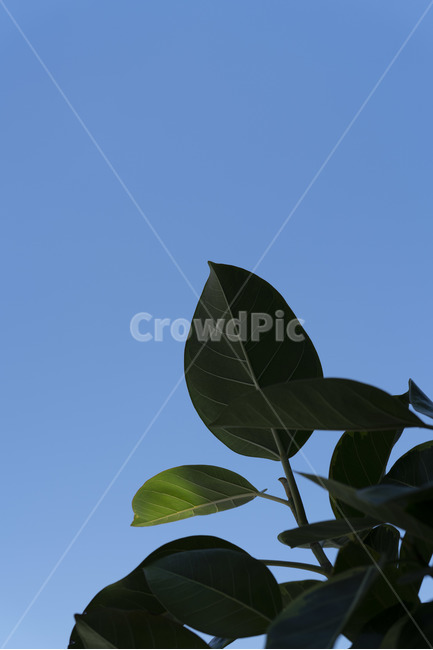 하늘,잎,파랑,파란,깨끗한,맑은,줄기,식물,초록,leaf,곡선,curve,식물,자연,plants,nature