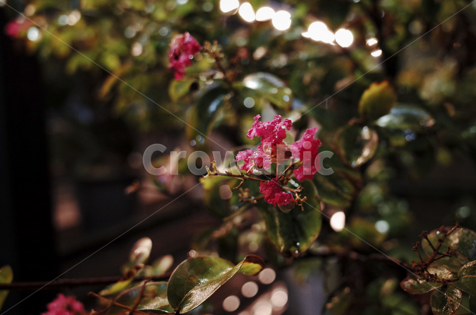 plant,식물,blossom,flower,꽃,flora,green,leaf,잎,초록,red,붉은,붉은꽃,빨간꽃