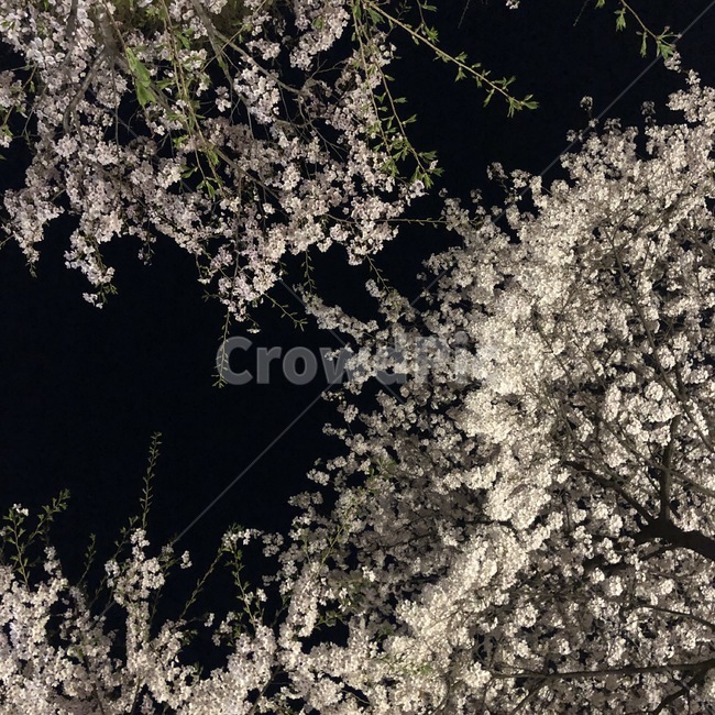 밤,야경,벚꽃,벚꽃야경,봄,봄,계절,spring,season,야경,밤,풍경,nightscape,night,landscape,blossom,꽃,flower,plant,식물,cherry blossom