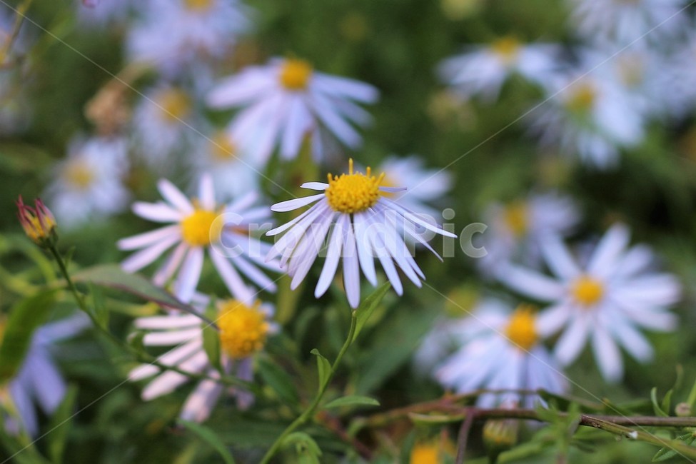 flower,꽃,blossom,개망초,계란꽃
