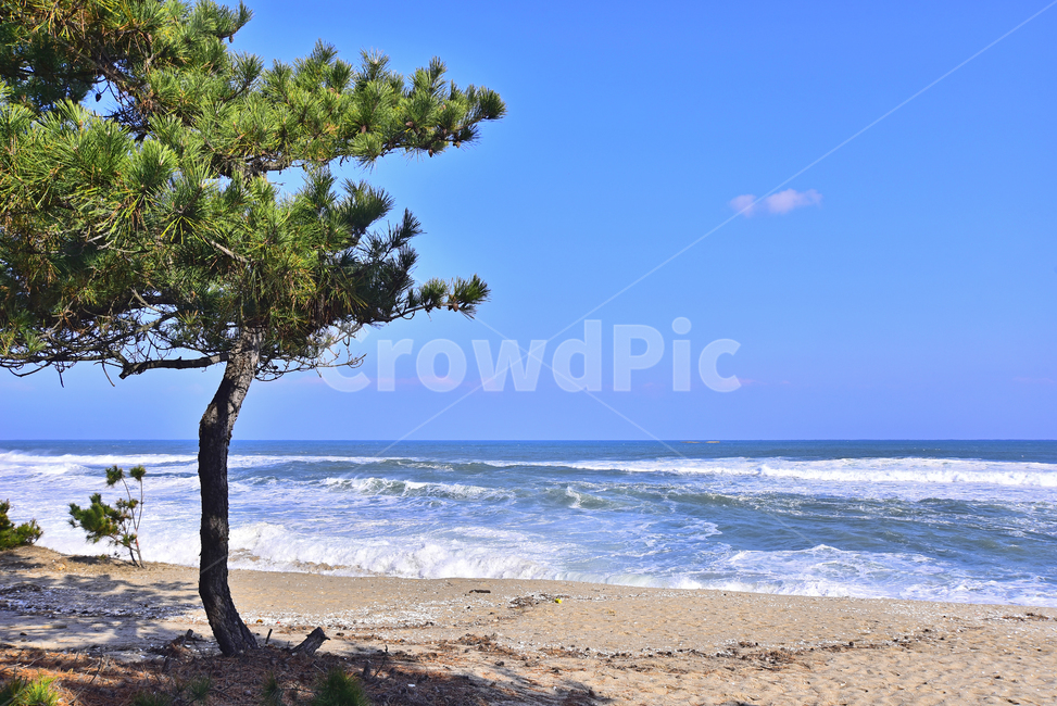 바닷가,파도,바다,동해바다,소나무,해안가,모래밭,sandybeach,coast,seashore,seaside,한국자연풍경,풍경,landscape,모래사장,해수욕장,나무,해송,푸른하늘,포말,바다풍경,물,water,background,백그라운드,배경,바탕,옥외,야외,outdoor,healing,nature,자연,해변,바다,beach,sea