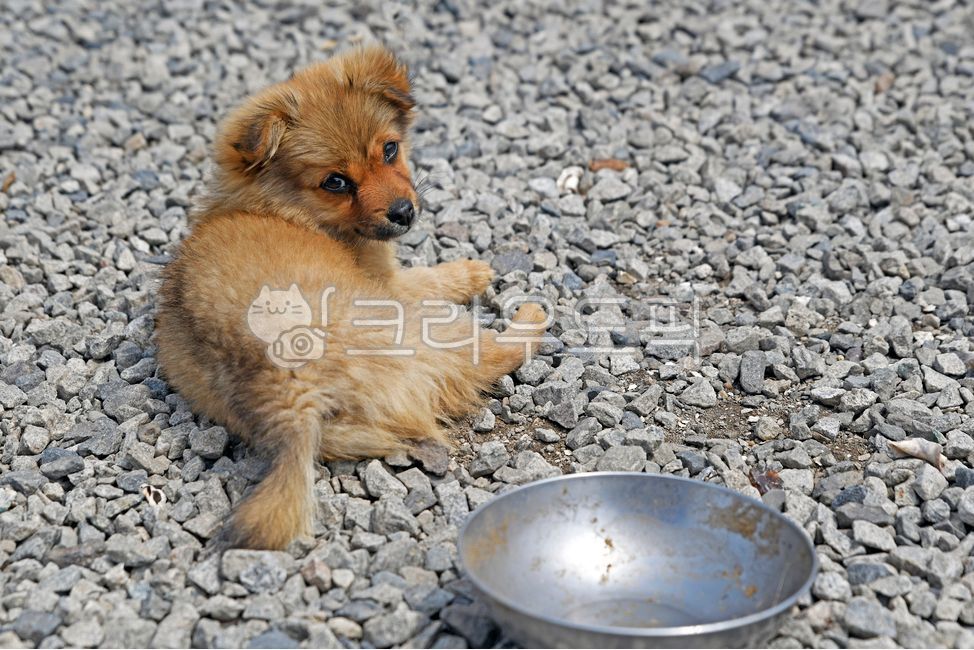 강아지,애완동물,새끼강아지,반려동물,개,동물,cute,animal