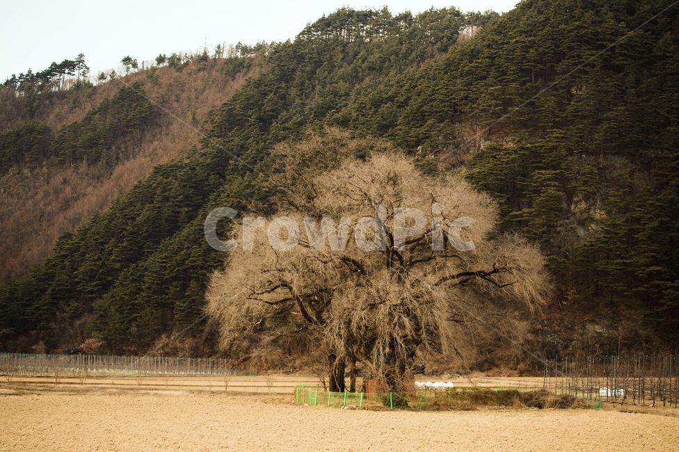 landscape,풍경,나무,산,정선,자연,풍경,nature,landscape,outdoors,옥외,tree,plant,식물