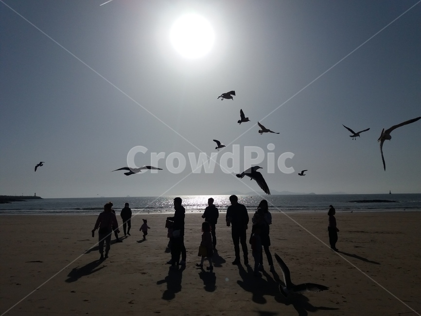 person,사람,human,인간,새,bird,자연,nature,갈매기,실루엣,바다,sea,outdoors,야외,옥외