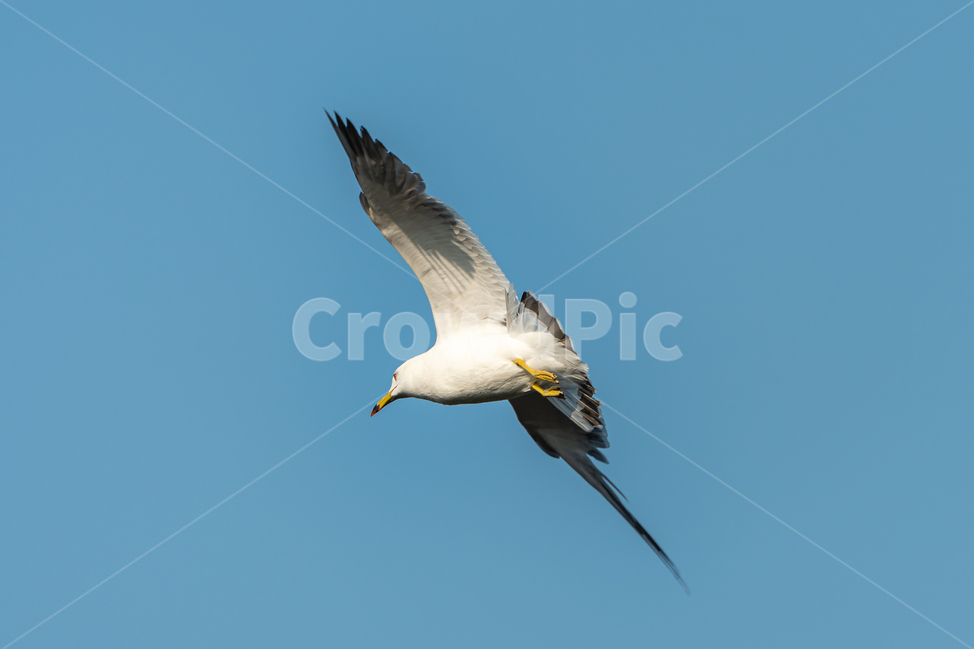 갈매기,조류,새,자연,bird,nature,동물,animal,조류,새,birds