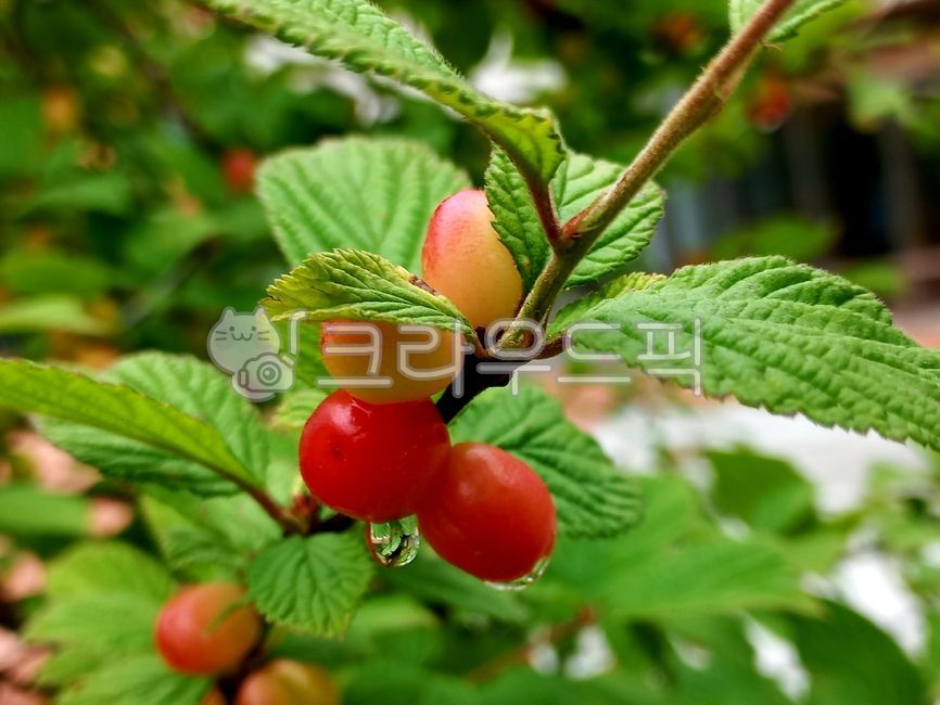 앵두,열매,앵두열매,앵두나무,식물