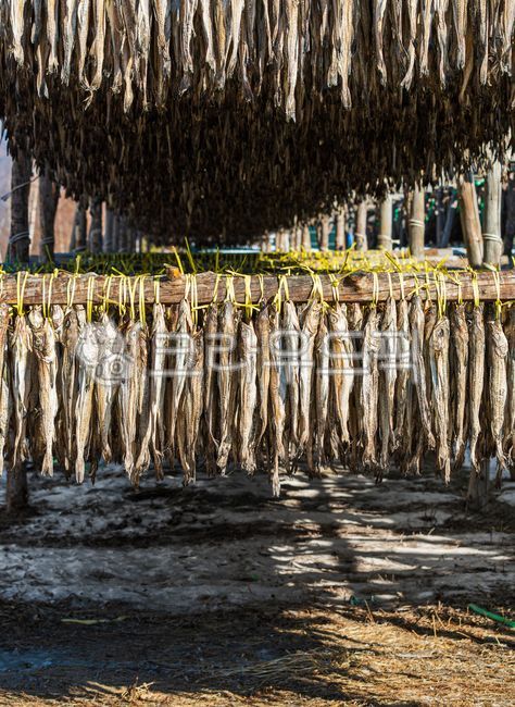deokjang,high protein,pollack bulgogi,gadidae,alaskapollock,protein,weather,sunny,pollack,gangwondo,north pacific,driedfish,driedpollack,steamed pollack,warm,winter wind,winterfood,highprotein,wind,Deokjang,winter,cold,gaduschalcogrammus,dried,dried fish,
