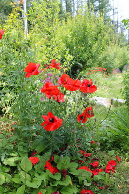 flora,flower,fresh,green,meadow,natural,plant,poppy,red,양귀비꽃,양귀비,화초양귀비,꽃,빨간색,빨강,레드,신선한,그린,정원,식물,자연,식물,자연,plants,nature,꽃,flower