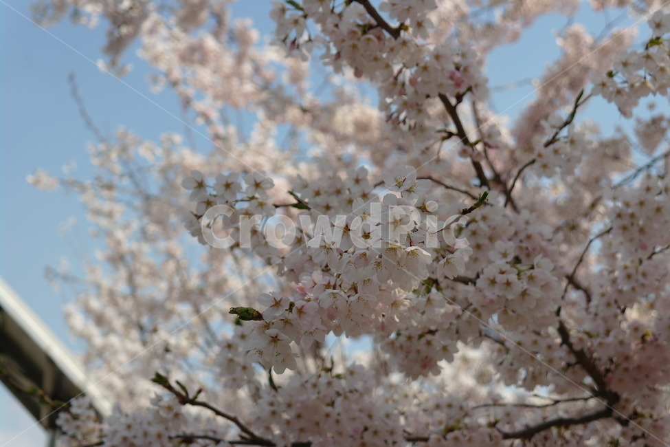벚꽃,꽃,봄,하늘,자연,봄,계절,spring,season,식물,자연,plants,nature,꽃,flower,plant,blossom,cherry blossom