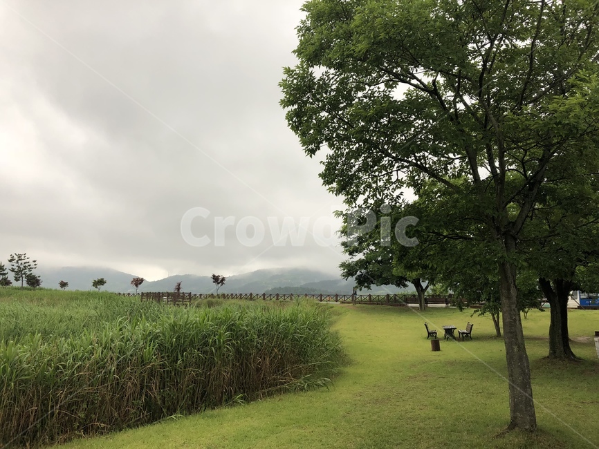tree,나무,plant,식물,grass,잔디,공원,숲,들,밭,산책,구름,하늘,흐림,날씨,먹구름,갈대,자연,풍경,nature,landscape