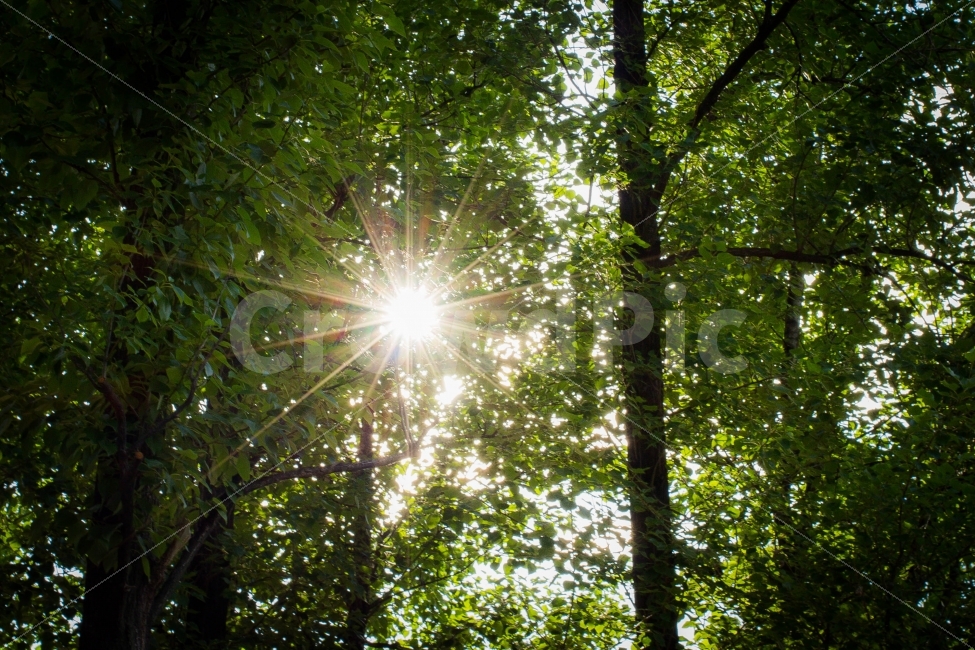 숲,forest,빛,light,해,태양,sun,초록,식물,plant,풍경,landscape,자연,풍경,nature,landscape,식물,plants,나무,trees,wood,휴식,힐링,rest,relaxation,healing,flare,플레어