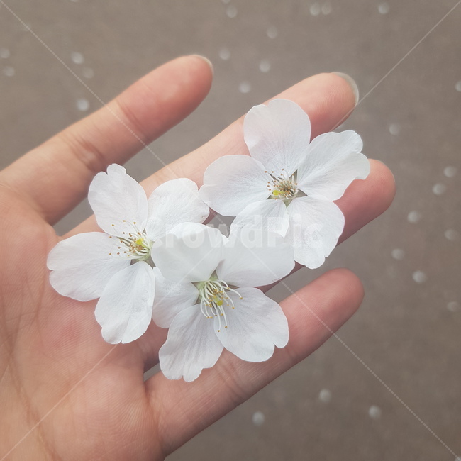 봄,벚꽃,감성,흰색,손