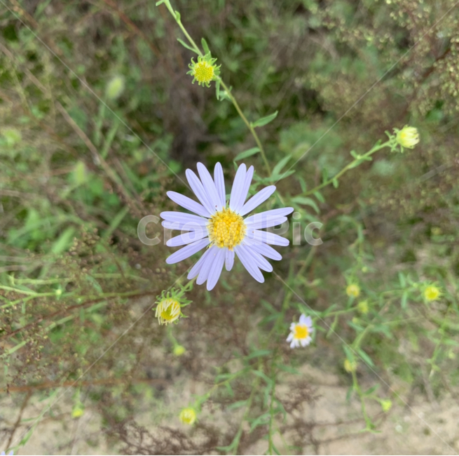 plant,데이지,식물,자연,daisy,식물,자연,plants,nature,꽃,flower