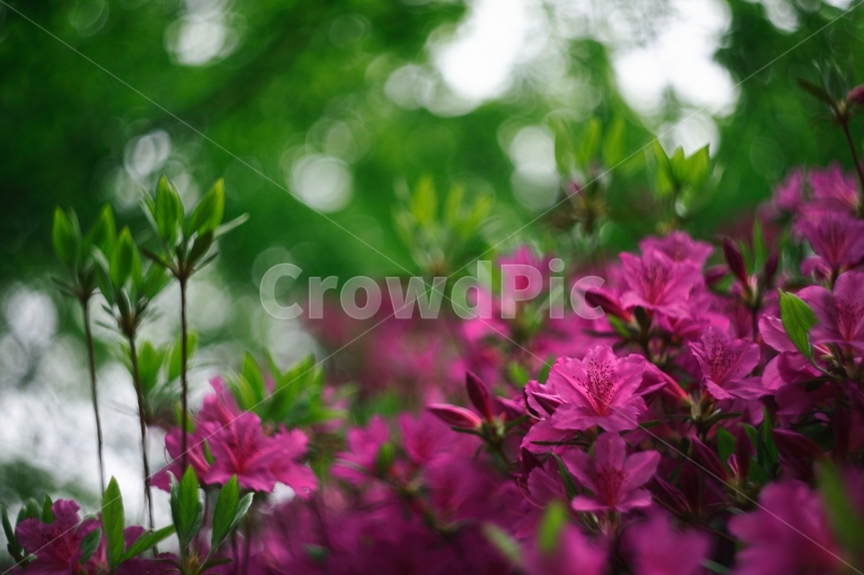 꽃,flower,봄,spring,핑크,pink,분홍,진달래,철쭉,식물,식물,자연,plants,nature,꽃,flower