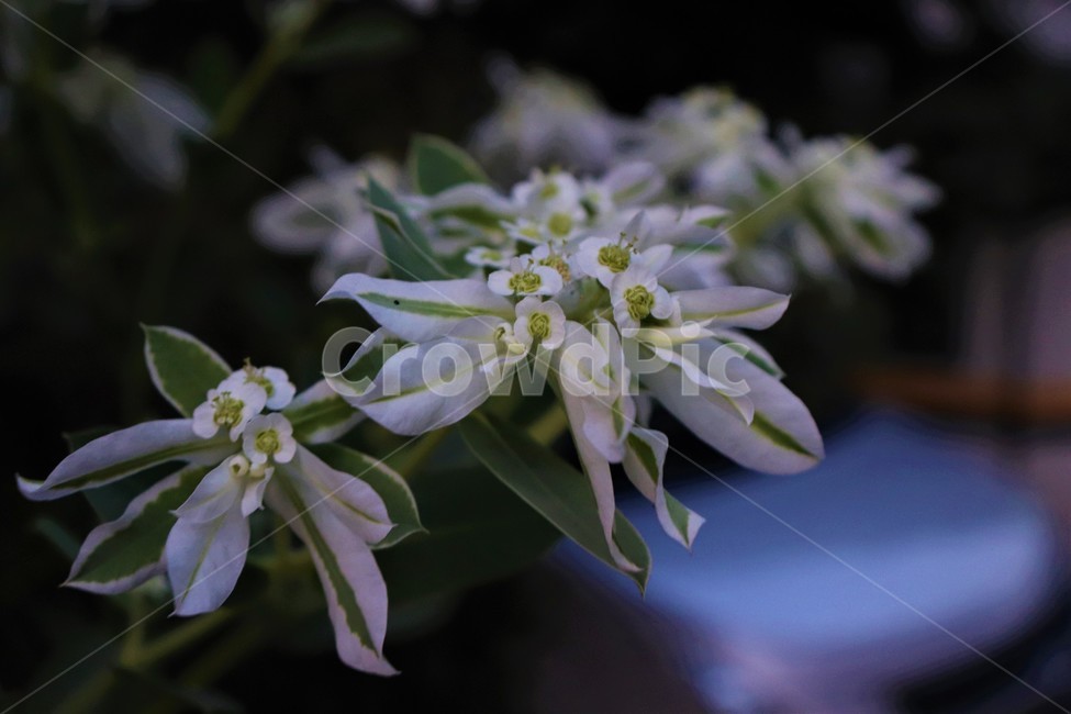 flower,꽃,식물,가을,아웃포커싱꽃