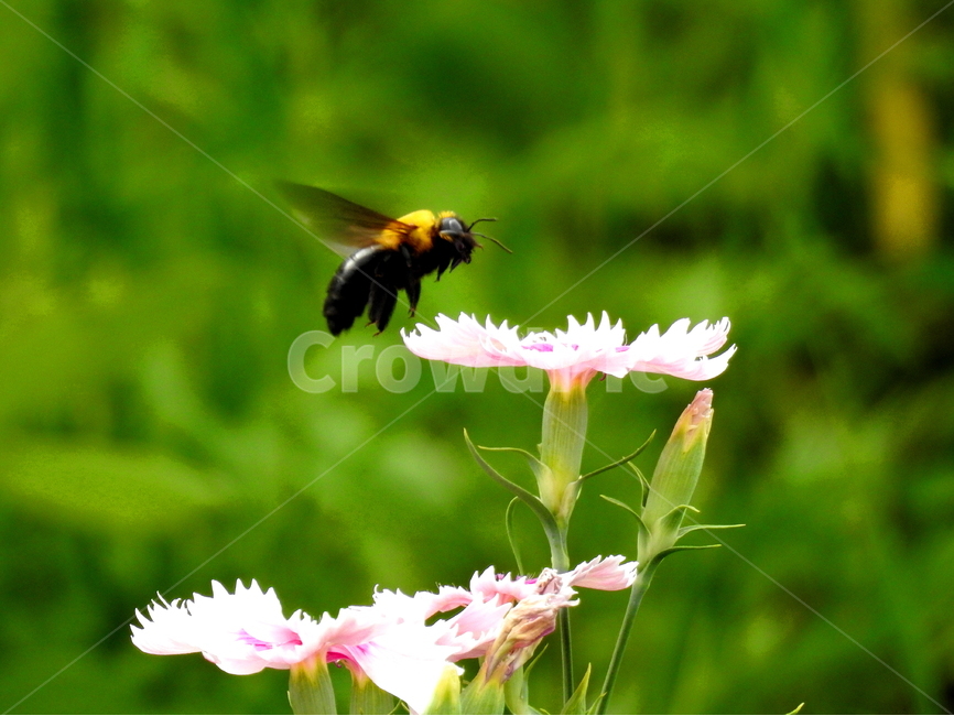 식물,꽃,동물,벌,벌레,자연,식물,자연,plants,nature,꽃,flower,동물,animal,곤충,벌레,insect,bug