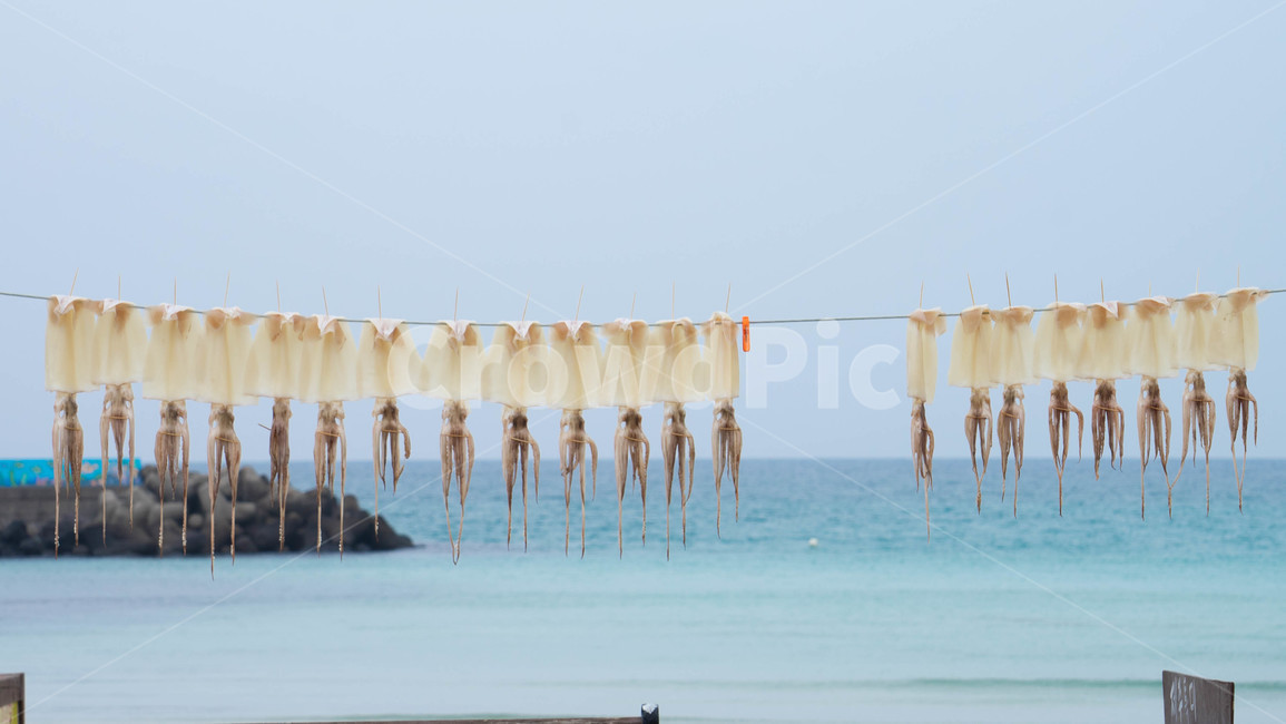 제주,월정리,해변,오징어,해수욕장,jeju,beach,squid,어업,fishery,fishing industry