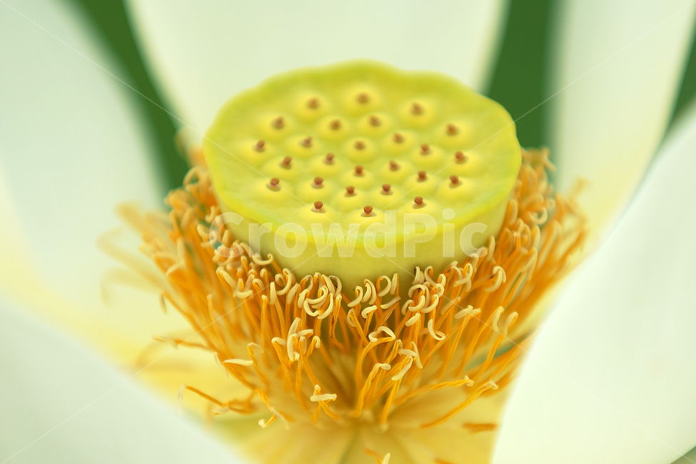 연꽃,여름,매크로,lotus,연꽃잎,식물,자연,plants,nature,꽃,flower