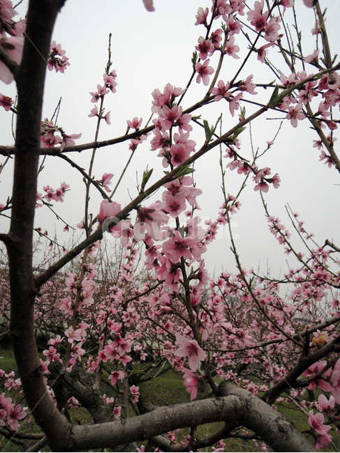 복숭아나무,복숭아꽃,복숭아나무꽃,식물,봄꽃,꽃,식물,자연,plants,nature,꽃,flower