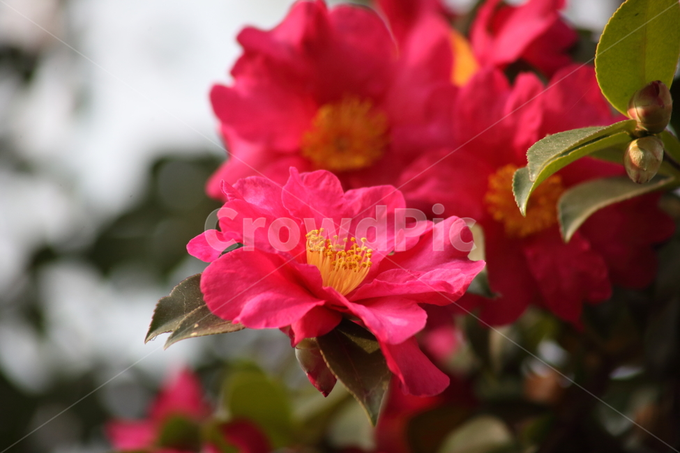 꽃,동백,식물,flower,camellia,봄꽃,봄,동백꽃,Camelliajaponica,식물,자연,plants,nature,꽃,flower